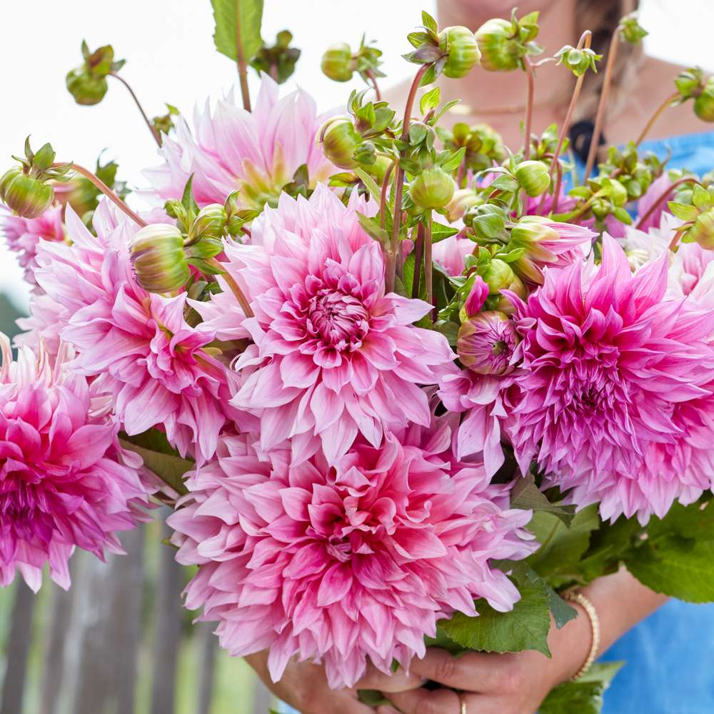 Dahlia 'Cafe au Lait Rose' med stora rosa blommor